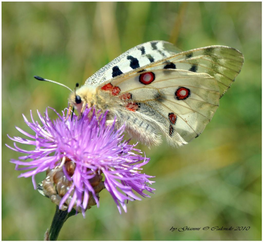 Parnassius apollo?